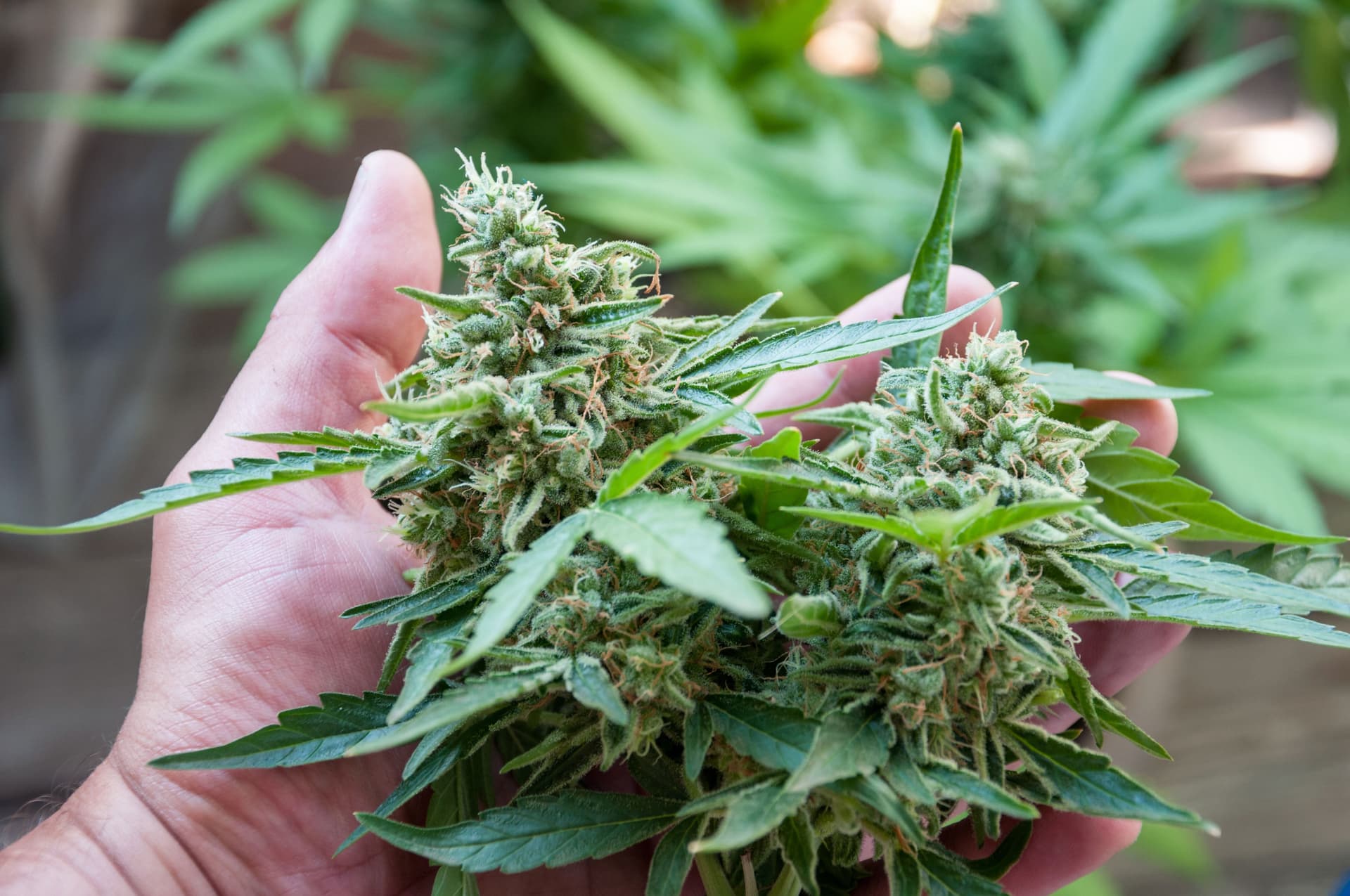 Warum Qualität entscheidend ist – Cannabissamen kaufen legal in Deutschland