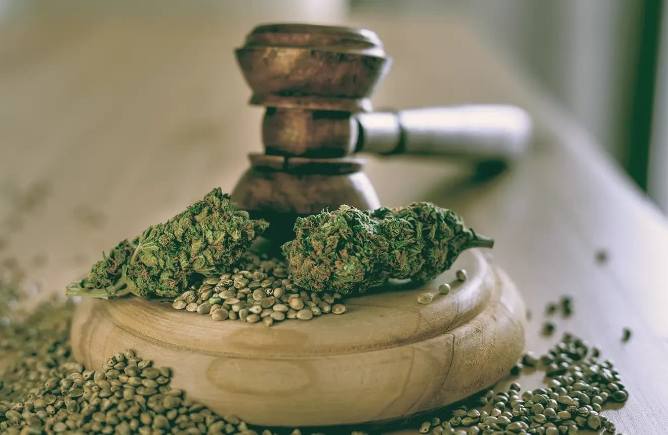 Anesia Autoflowering: Die Zukunft des Cannabisanbaus