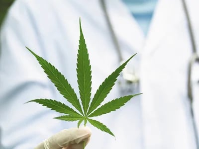 Warum Qualität entscheidend ist – Cannabissamen kaufen legal in Deutschland
