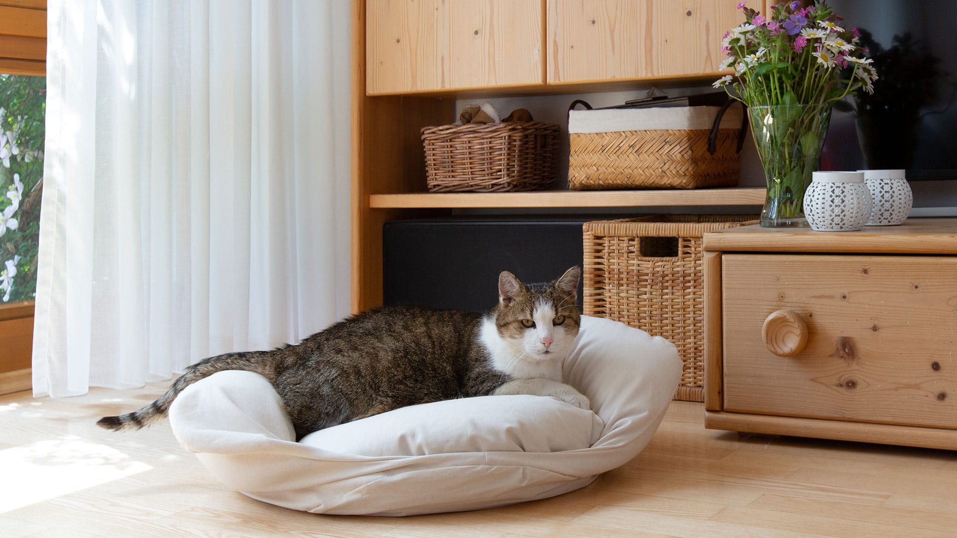 Wie man ein Katzensofa für eine kranke Katze gestaltet