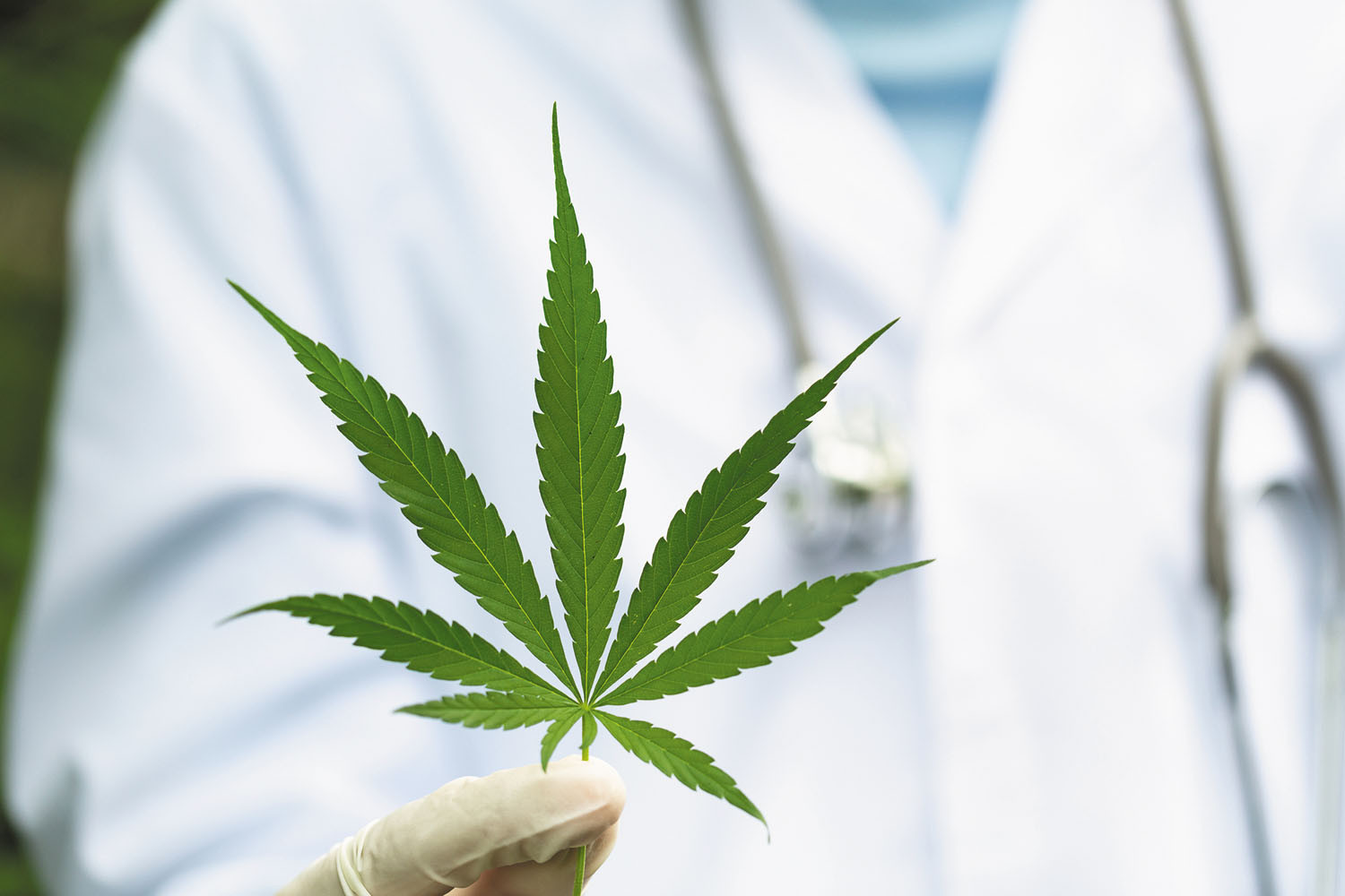 Warum Qualität entscheidend ist – Cannabissamen kaufen legal in Deutschland